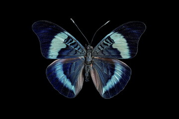 Prola beauty butterfly, outer side