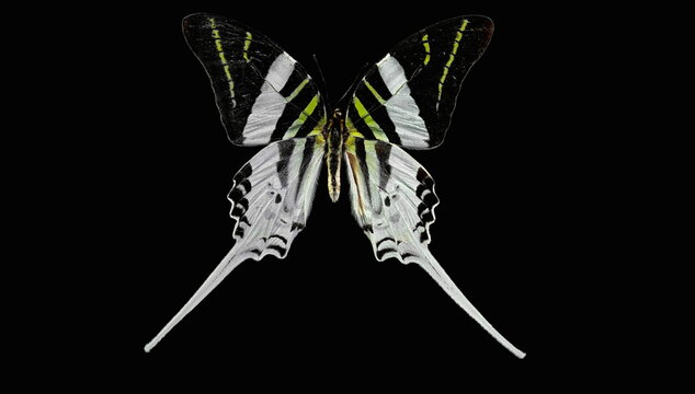 Giant swordtail