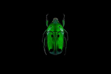 Green scarab beetle