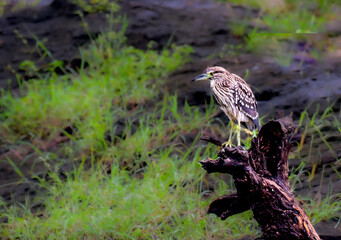 Pond Horn on branch of the tree