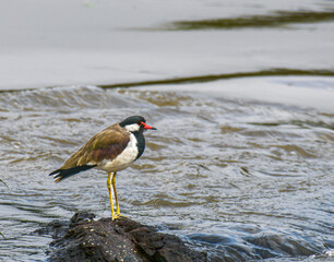 Red Wattled Lapwing on bank of River