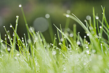 Krople rosy na zielonej porannej trawie © kubikactive