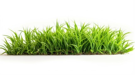  Grass in white background isolated on white background.