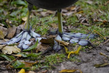 Feet of Eurasian coot (Fulica atra).Their large feet prevent them from sinking. Since coots spend a...