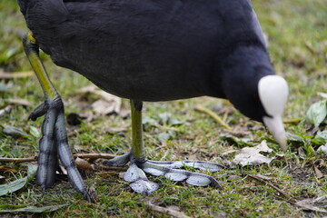 Feet of Eurasian coot (Fulica atra).Their large feet prevent them from sinking. Since coots spend a...