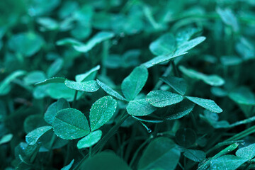 Drops of frozen dew in the morning on clover leaves.Morning frosts on the grass.