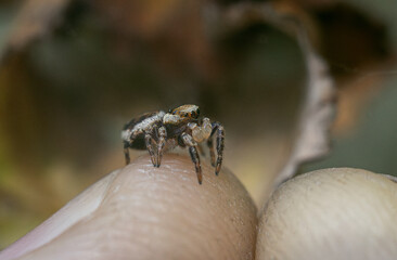 A small spider steed sits on the tip of your finger.Catch a spider with your hands.