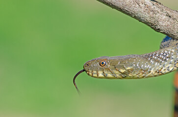 Dice snake or water snake (Natrix tessellata) in nature, close-up, green background.