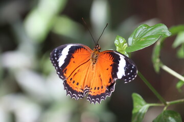 orange butterfly up close
