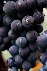 blueberries on a wooden background