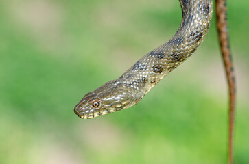 Dice snake or water snake (Natrix tessellata) in nature, close-up, green background.