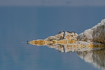 Mating dice snake or water snake (Natrix tessellata) in nature, close-up, Salda Lake,Turkey