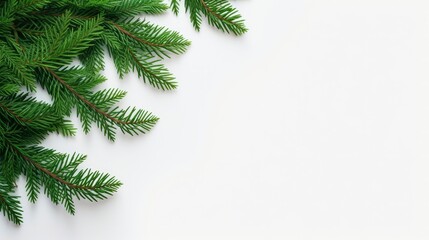 Christmas tree branches on a white background