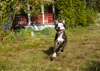 a joyful, energetic pit bull runs around the yard playing on the street