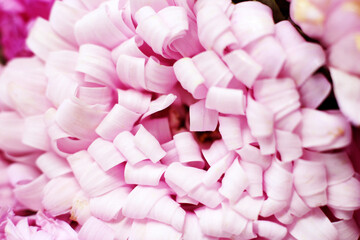 Petals of pink peonies macro, background