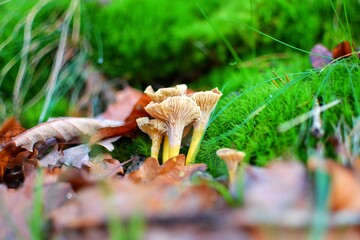 small mushrooms in the autumn forest