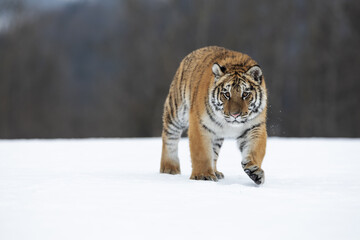 Obraz premium young siberian/bengal tiger, captive