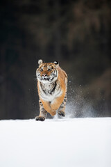 young siberian/bengal tiger, captive