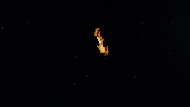 An amazing marine flatworm is swimming at night. Sea creatures of Tulamben, Bali, Indonesia.