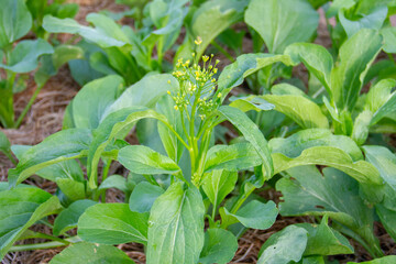 Green choy sum and yellow flower in growth at vegetable garden