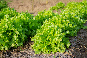 Green oak lettuce growing in an agricultural plot, Organic farm concept. - obrazy, fototapety, plakaty