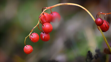 Red berries in the autumn forest