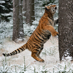 young siberian/bengal tiger, captive