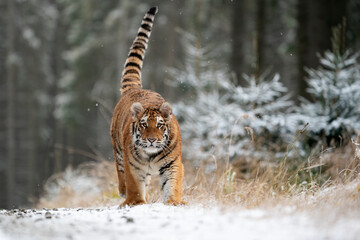 young siberian/bengal tiger, captive