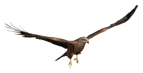 Foto op Canvas Black Kite in flight (Milvus migrans), PNG, isolated on tranparent background  © Robin