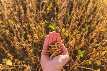 Ripe soybean in the hands of a adult. Farmer on soybean field