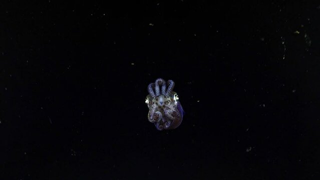 Amazing underwater world. Berry's bobtail squid - Euprymna berryi. Squids in the night. Black Water Diving. Underwater 4k slow motion video. Tulamben, Bali, Indonesia.