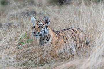 young siberian/bengal tiger, captive