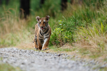 young siberian/bengal tiger, captive
