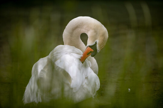 Schwan durch Gras