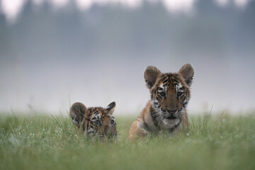 young siberian/bengal tiger, captive