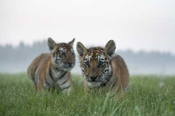 young siberian/bengal tiger, captive
