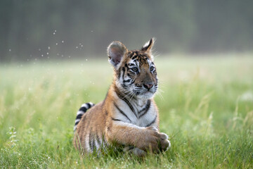 young siberian/bengal tiger, captive
