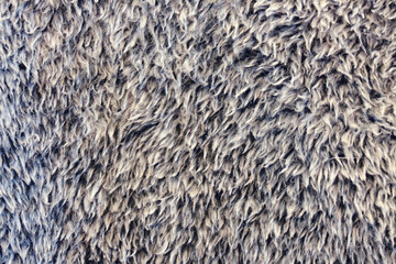 Texture of gray soft sheep wool with white hairs, background