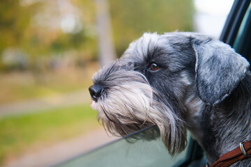 Grey miniature schnauzer looking out the window of a car
