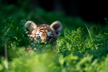 young siberian/bengal tiger, captive