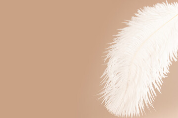 Feather on beige background, lightness and beauty of a delicate plume in flight