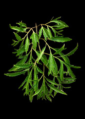 Twigs and green leaves with black background, suitable for design materials