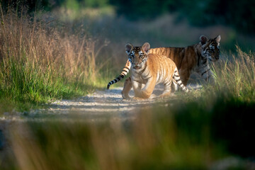 young siberian/bengal tiger, captive