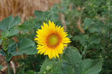 sunflower in the field