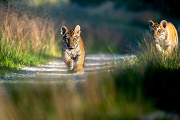 young siberian/bengal tiger, captive