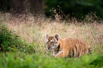 young siberian/bengal tiger, captive