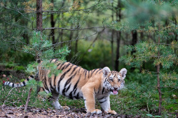 young siberian/bengal tiger, captive