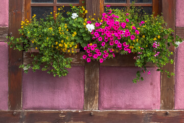 Jardinière fleurie sur fenêtre alsacienne