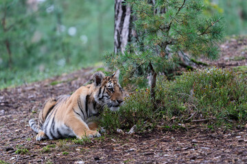 young siberian/bengal tiger, captive