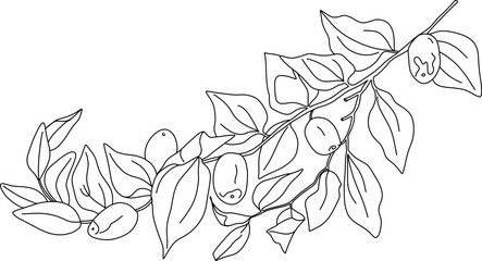 Jujube branch. Vector drawing illustration. Chinese Date, botanical berries and leaves. Engraved tropical fruit. Sketch of medicinal herb.
